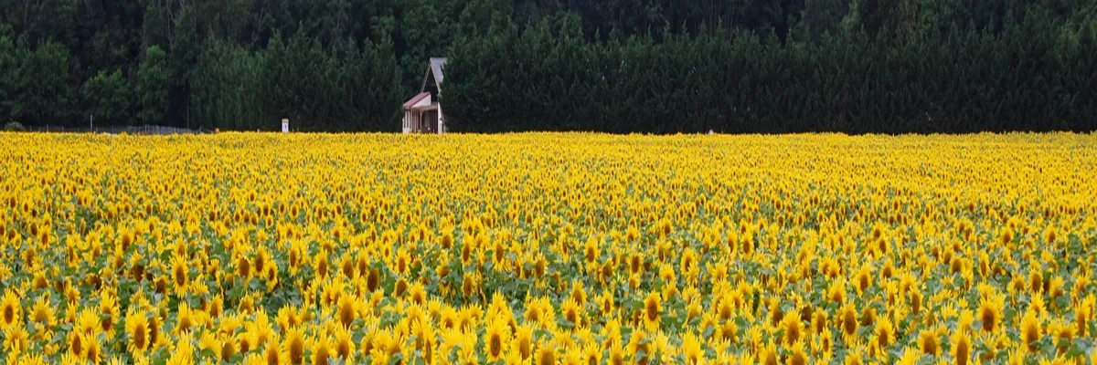 image-installation-carport-solaire-centre-val-de-loire.webp Image Installation carport solaire Centre-Val de Loire