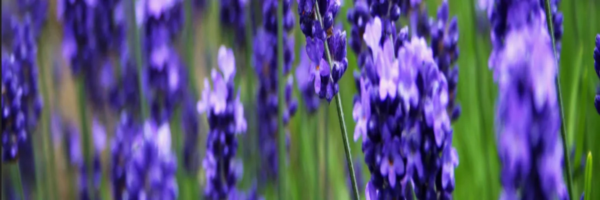 image-installation-carport-solaire-grasse.webp Image Installation carport solaire Grasse