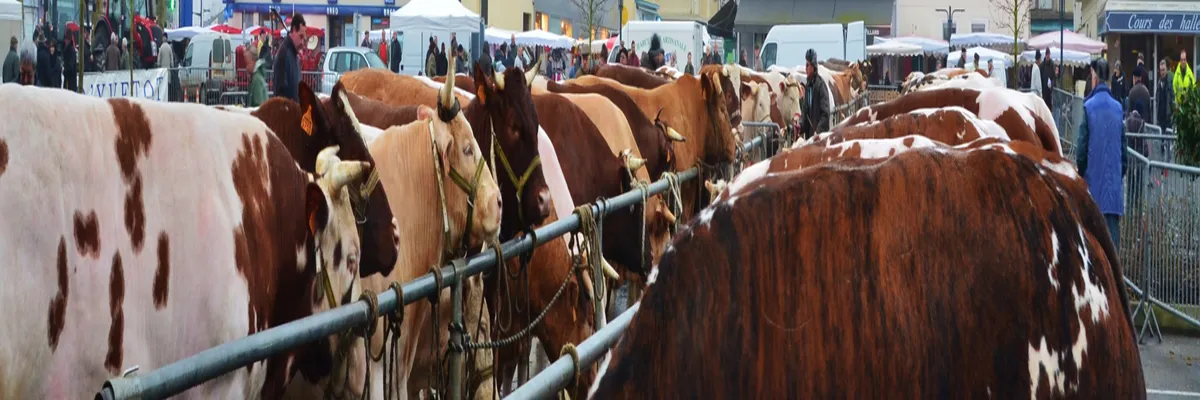 image-installation-carport-solaire-yvetot.webp Image Installation carport solaire Yvetot